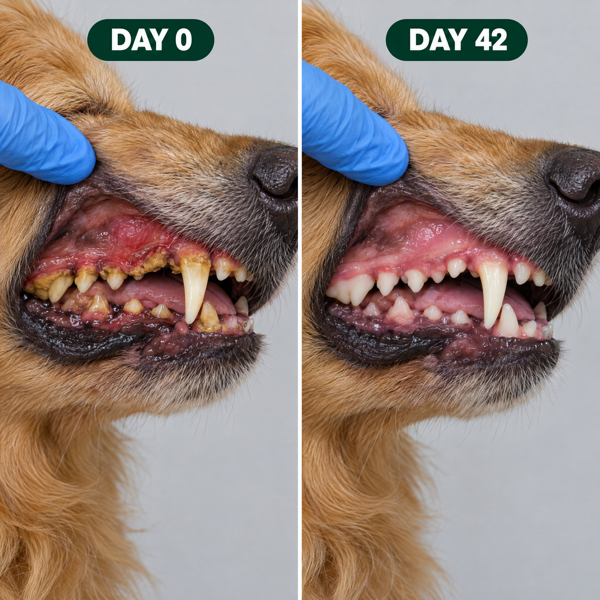 Day 0 vs day 42 gum line