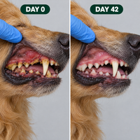 Day 0 vs day 42 gum line
